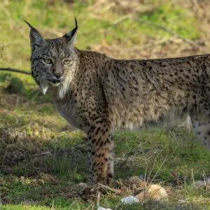 Iberian lynx (lynx pardinus) juvenile portrait, Sierra de Andujar, Andalusia, Spain