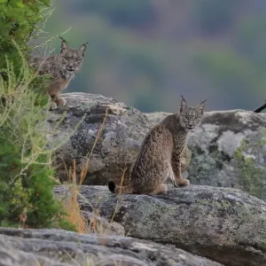 Iberian lynx print with Magpie in Sierra de Andujar Natural Park, Spain Iberian lynx print with Magpie in Sierra de Andujar Natural Park, Spain