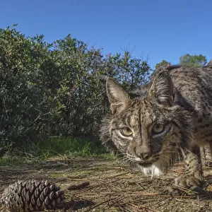 Iberian lynx (Lynx pardinus) photographed with camera traps in Andalusia, Spain