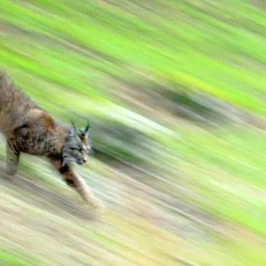 Iberian lynx (Lynx pardinus) running, blurred motion, Sierra de Andujar Natural Park