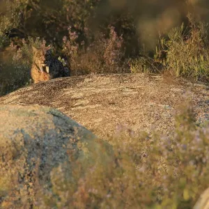 Iberian lynx (Lynx pardinus) Sierra de Andujar Natural Park, Jaen, Spain, January Iberian lynx (Lynx pardinus) Sierra de Andujar Natural Park, Jaen, Spain, January