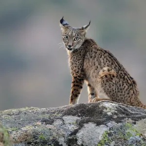 Iberian Lynx Print, Sierra de Andujar Natural Park Iberian Lynx Print, Sierra de Andujar Natural Park