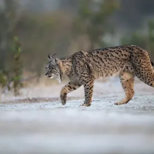 El lince ibérico (Lynx pardinus) caminando sobre hierba congelada, Parque Natural Sierra de Andújar. El lince ibérico (Lynx pardinus) caminando sobre hierba congelada, Parque Natural Sierra de Andújar.