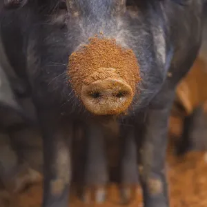 Iberian Pig Print, Mud-Covered Snout Iberian Pig Print, Mud-Covered Snout