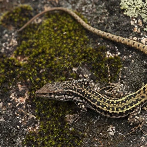 Iberian Wall Lizard (Podarcis hispanica) on rock, Sierra de Andjar Natural Park