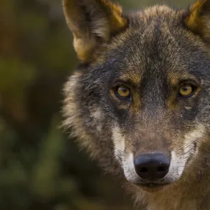 Iberian wolf (Canis lupus signatus) captive, Spain