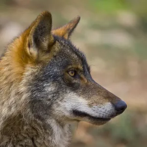 Iberian wolf (Canis lupus signatus) captive, Spain Iberian wolf (Canis lupus signatus) captive, Spain