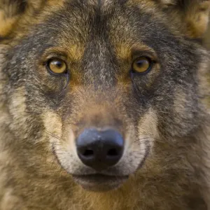 Iberian wolf (Canis lupus signatus) captive, Spain Iberian wolf (Canis lupus signatus) captive, Spain