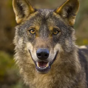 Iberian wolf (Canis lupus signatus) captive, Spain Iberian wolf (Canis lupus signatus) captive, Spain
