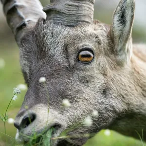 Ibex (Capra ibex) feeding on grass, head portrait, Schwyz, Switzerland. August Ibex (Capra ibex) feeding on grass, head portrait, Schwyz, Switzerland. August