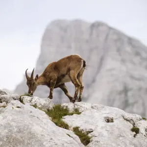 Ibex feeding print, Triglav National Park, Slovenia Ibex feeding print, Triglav National Park, Slovenia