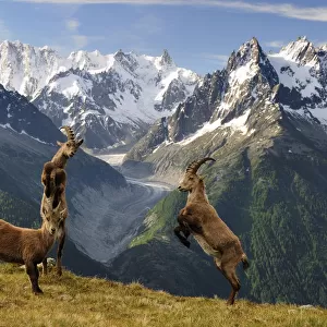 Ibex (Capra Ibex) fighting, Aiguilles Rouges National Nature Reserve, Haute-Savoie
