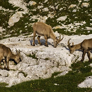 Three Ibex (Capra ibex) grazing on plants on rocks, Triglav National Park, Julian Alps
