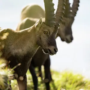 Two Ibex (Capra ibex) males, standing on hillside, Lucerne, Switzerland. August Two Ibex (Capra ibex) males, standing on hillside, Lucerne, Switzerland. August