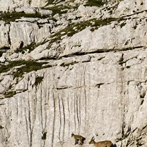 Ibex (Capra ibex) mother ad kid climbing on rock face, Triglav National Park, Julian Alps
