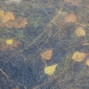 Ice patterns, with leaves frozen beneath the surface, the Netherlands