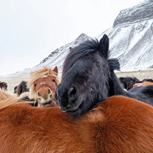 Iceland horses in winter, western Iceland. March