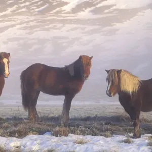 Iceland Ponies during winter, Iceland 2005 Iceland Ponies during winter, Iceland 2005