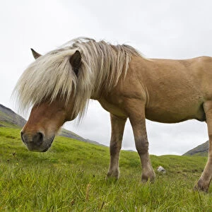 Iceland Pony (Equus caballus) low angle profile portrait. Faroe Islands, July
