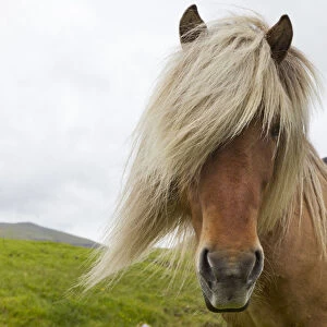 Iceland Pony (Equus caballus) portrait. Faroe Islands, July