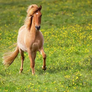 Icelandic horse in flowering buttercup (Ranunculus sp. ) meadow, southwest Iceland. June Icelandic horse in flowering buttercup (Ranunculus sp. ) meadow, southwest Iceland. June