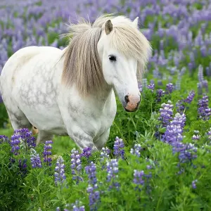 Icelandic Horse Print amidst Lupins Icelandic Horse Print amidst Lupins