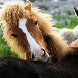 Icelandic Horse Print: Southwest Iceland Scene Icelandic Horse Print: Southwest Iceland Scene