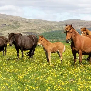 Icelandic horses in meadow of flowering buttercups (Ranunculus sp) southwest Iceland. June Icelandic horses in meadow of flowering buttercups (Ranunculus sp) southwest Iceland. June