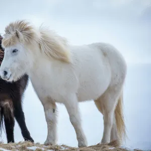 Icelandic horses near Helgafell, Snaefellsness Peninsula, Iceland, March 2015