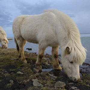 Icelandic horses, southern Iceland, February 2015