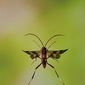 Ichneumon wasp (Compsocryptus sp. ?) in flight, Williamson county, Texas, USA, November