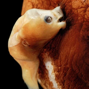Illuminated netdevil (Linophyne arboritera), male anglerfish attached to much larger female
