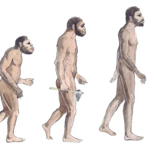 Illustration of human evolution from left to right Australopithecus afarensis, Australopithecus