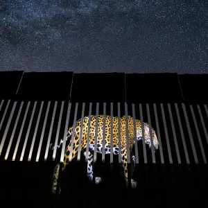 An image of a wild Jaguar (Panthera onca) is symbolically projected on to a section of the US-Mexico border wall. Jaguars have disappeared from the US in the last century, mostly due to habitat loss and control programs intended to protect livestock
