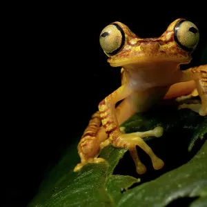 La rana de árbol Imbabura (Boana picturata) descansa en una hoja por la noche, Mashpi, Pichincha, Ecuador. La rana de árbol Imbabura (Boana picturata) descansa en una hoja por la noche, Mashpi, Pichincha, Ecuador.