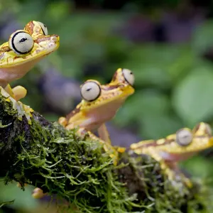 Imbabura Tree Frog Print - Perched on a Branch Imbabura Tree Frog Print - Perched on a Branch