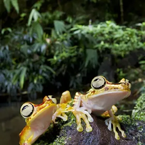 Two Imbabura tree frogs on a log print Two Imbabura tree frogs on a log print