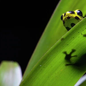 Imitating poison frog (Ranitomeya imitator) resting on leaf, Tarapoto, Peru. Cropped