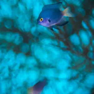 Imitator damselfish (Pomacentrus imitator) male, abstract in in front of a Black coral tree Imitator damselfish (Pomacentrus imitator) male, abstract in in front of a Black coral tree