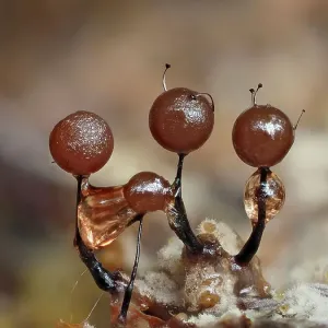 Tres esporangios inmaduros de Moco de lodo (Lamproderma arcyrionema), alrededor de un milímetro de alto, comenzando a madurar. Buckinghamshire, Inglaterra, Reino Unido. Agosto. Enfoque pilastrado. Tres esporangios inmaduros de Moco de lodo (Lamproderma arcyrionema), alrededor de un milímetro de alto, comenzando a madurar. Buckinghamshire, Inglaterra, Reino Unido. Agosto. Enfoque pilastrado.