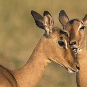 Impala (Aepyceros melampus) allo-grooming, iMfolozi game reserve, KwaZulu-Natal, South Africa