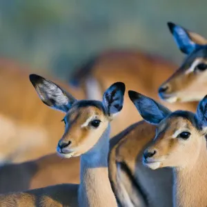 Impala (Aepyceros melampus) female and calves, Masai-Mara Game Reserve, Kenya