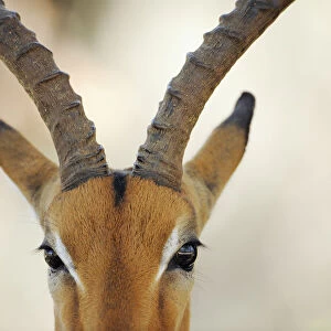 Impala antelope (Aepyceros melampus) close up of face, iMfolozi National Park, South