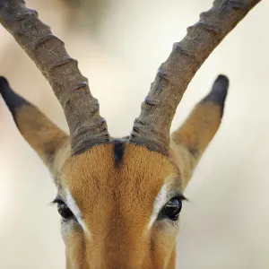 Impala antelope (Aepyceros melampus) close up of face, iMfolozi National Park, South Impala antelope (Aepyceros melampus) close up of face, iMfolozi National Park, South