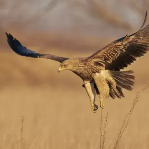 Imperial Eagle Print: Juvenile in Flight, Hungary January Imperial Eagle Print: Juvenile in Flight, Hungary January