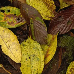 Imperial moth Print, camouflaged in leaf litter