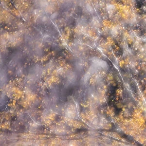 Impression of Birch tree (Betula pendula) in autumn, Scotland, UK. November