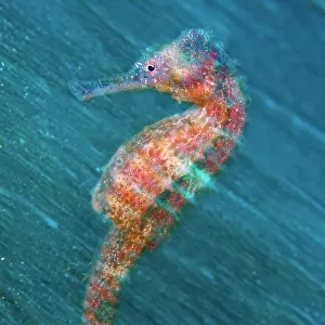 In-camera motion blur image of a female Yellow Seahorse (Hippocampus kuda). Lembeh Strait, Sulawesi, Indonesia, Molluca Sea, March