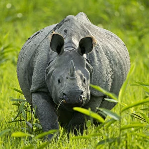 Indian / Asian one-horned rhinoceros (Rhinoceros unicornis) approaching, Kaziranga National Park