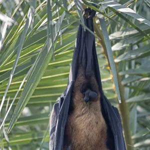 Indian Flying Fox (Pteropus giganticus) male roosting in tree, Keoladeo NP, Bharatpur